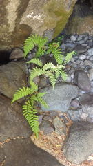 Amauropelta argentina