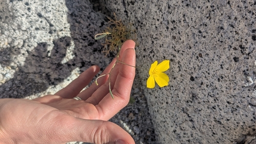 goldpoppy (Eschscholzia parishii)