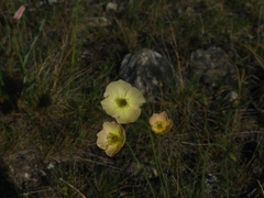 Papaver variegatum