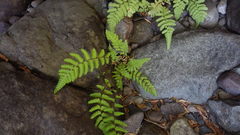 Amauropelta argentina