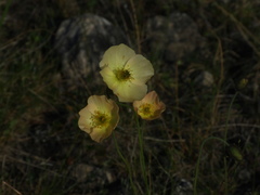 Papaver variegatum