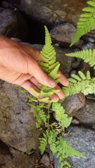 Amauropelta argentina