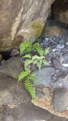 Amauropelta argentina