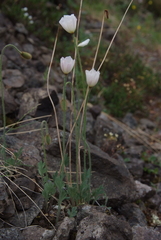 Papaver variegatum