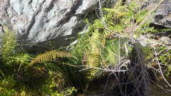 Amauropelta argentina