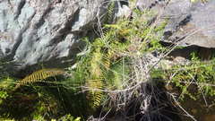 Amauropelta argentina