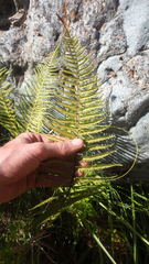 Amauropelta argentina