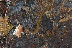 Eurycea multiplicata