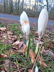 Crocus