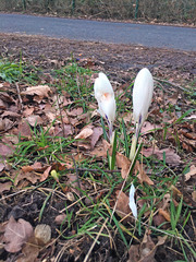 Crocus