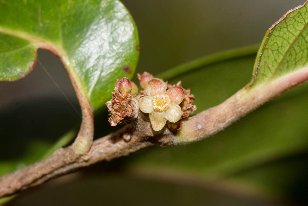 Casearia deplanchei