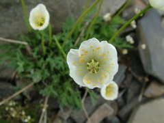 Papaver variegatum