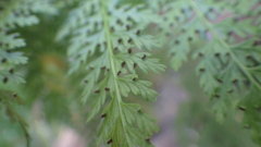 Dennstaedtia glauca