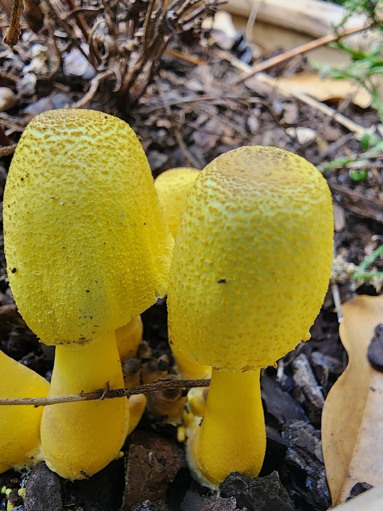 Leucocoprinus birnbaumii · March 2026 · photo: © hatwise (iNaturalist, cc-by)