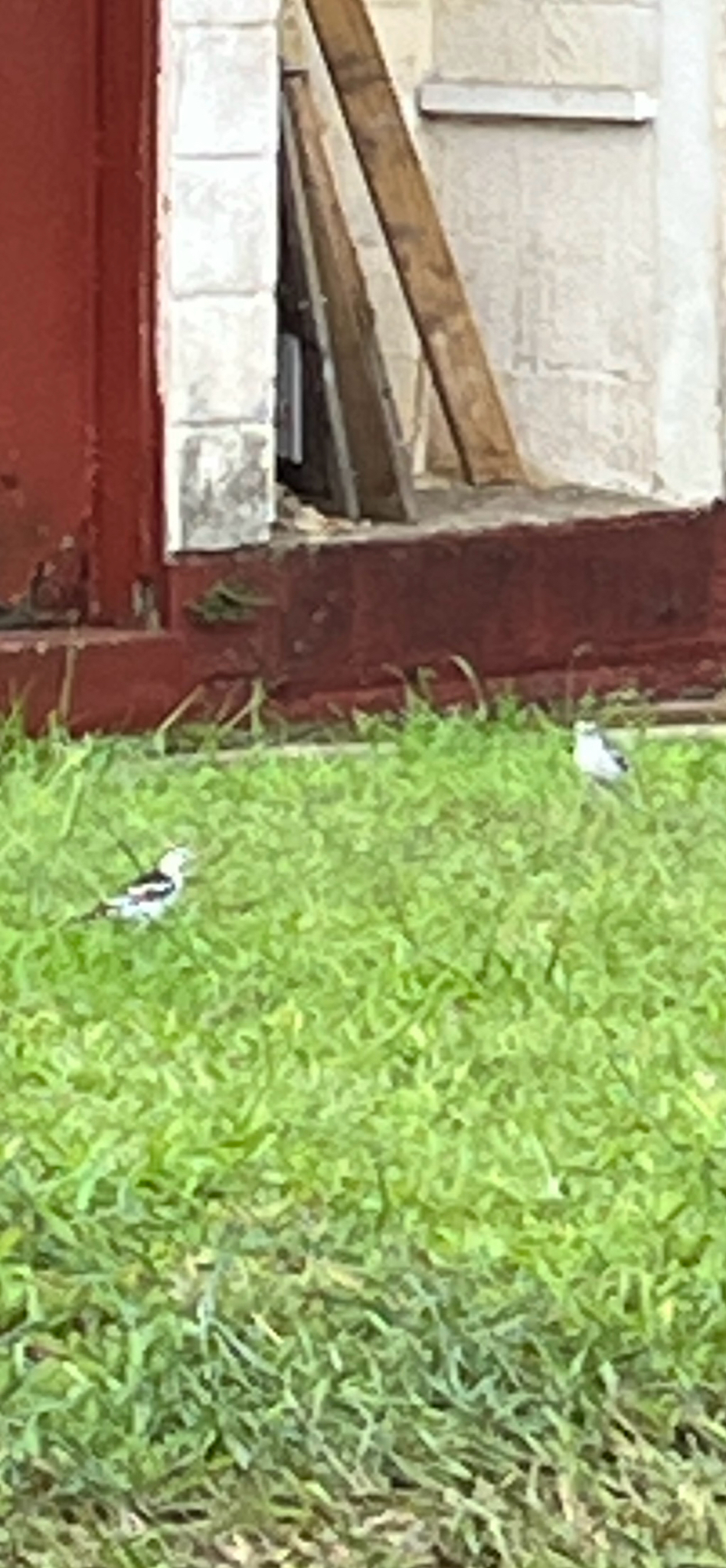 Polynesian Triller (Lalage maculosa), photo 2