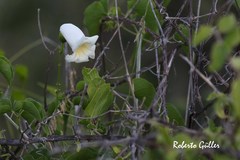 Amphilophium carolinae