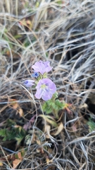 Phacelia ciliata ciliata