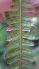 Amauropelta argentina