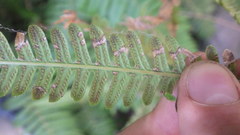 Amauropelta argentina
