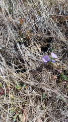 Phacelia ciliata ciliata