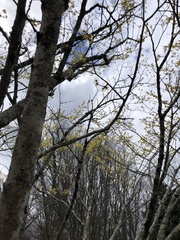 Hamamelis × intermedia