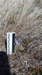 Phacelia ciliata ciliata