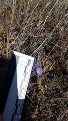 Phacelia ciliata ciliata