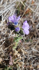 Phacelia ciliata ciliata