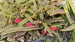 Rubus parvus, photograph (c) John Barkla, some rights reserved (CC BY)