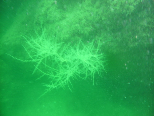 Antipathes galapagensis