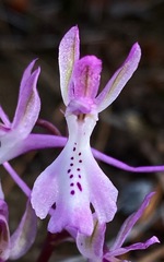 Orchis troodi