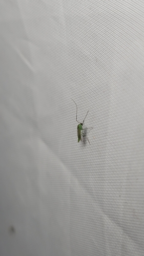 Unknown species found near Olmos Park, TX 78212, USA