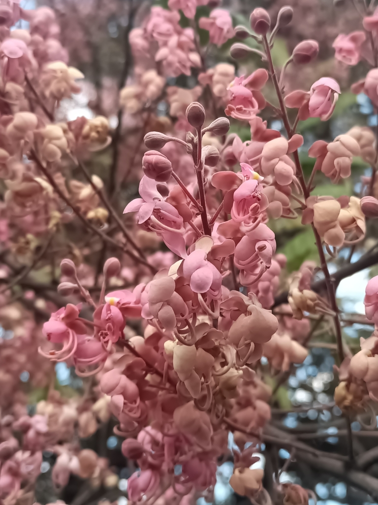 ô môi – Cassia grandis