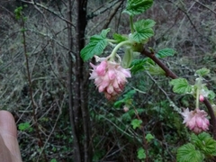 Ribes sanguineum glutinosum