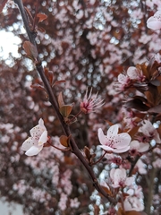 Prunus cerasifera pissardii