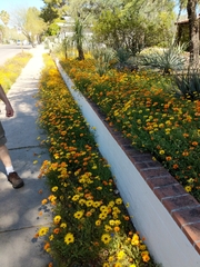 Dimorphotheca sinuata