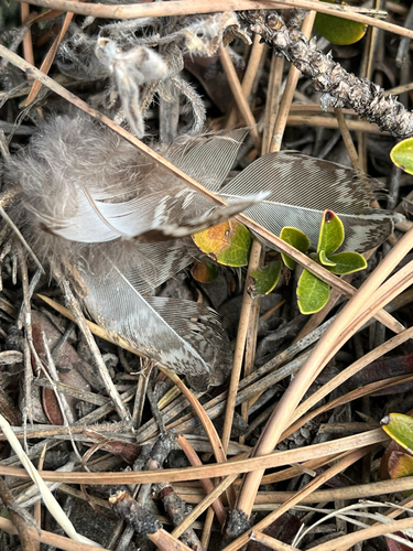 Dusky Grouse (Dendragapus obscurus), photo 6