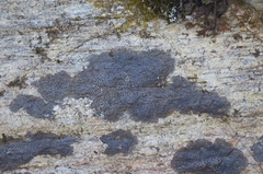 Rhizocarpon hochstetteri
