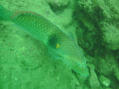 Halichoeres nicholsi