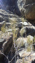 Ephedra gracilis