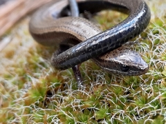 Ablepharus anatolicus