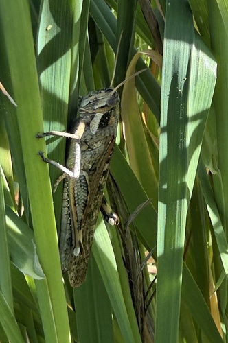 Gray Bird Grasshopper photo 4
