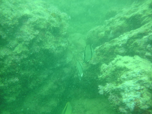 Chaetodon humeralis