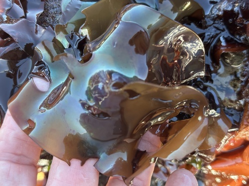 splendid iridescent seaweed (Mazzaella splendens)