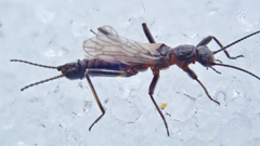 Allocapnia pygmaea
