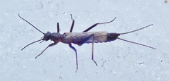 Allocapnia pygmaea