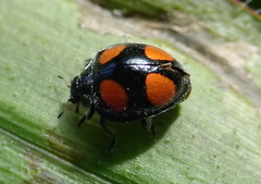 Epilachna aequatorialis