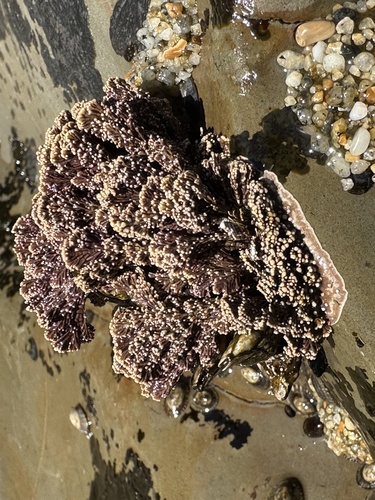 graceful coral seaweed (Corallina vancouveriensis)