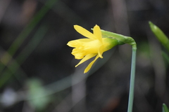 Narcissus minor