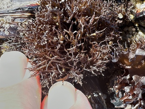 Scouring-pad alga (Endocladia muricata)